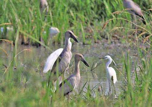 аисты-разиня, вода, трава, болота, птицы, 