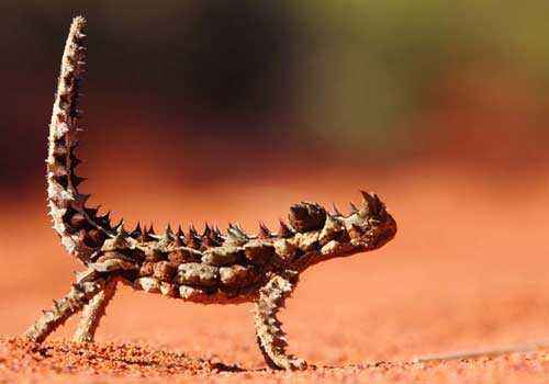 молох, тернистый дракон, тернистый дьявол, колючая ящерица, красный песок, пустыня, размытый фон