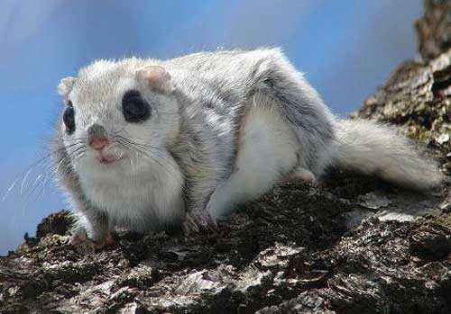 обыкновенная летяга, белка, на дереве