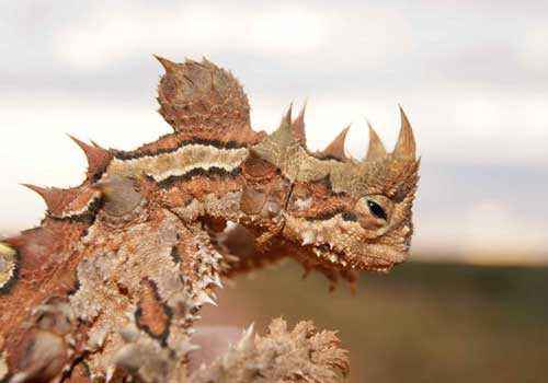 молох, тернистый дракон, тернистый дьявол, колючая ящерица, голова ящерицы, размытый фон