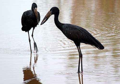 африканские аисты-разиня, две птицы, черные птицы