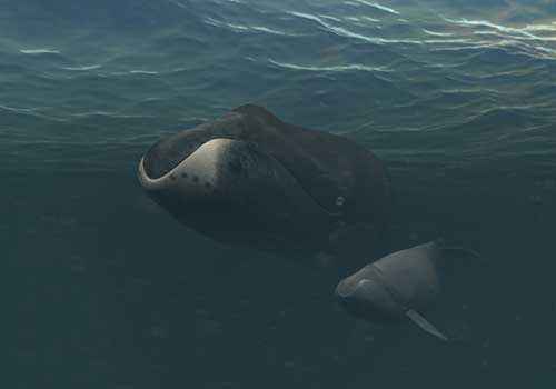 гренландские киты, полярные киты, самка и детеныш