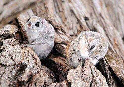 пара, белки-летяги, на дереве