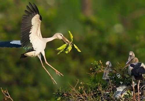 аист, в полете, птенцы, гнездо