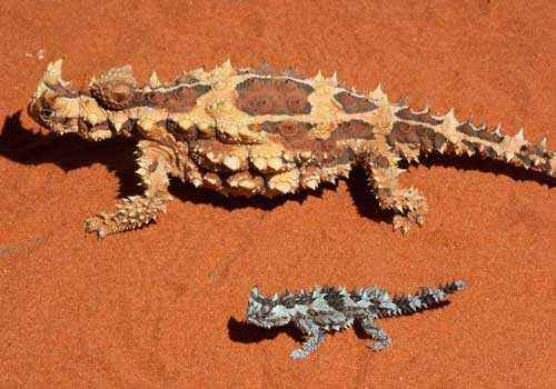 молохи, тернистые драконы, тернистые дьяволы, колючие ящерицы, красный песок, пустыня