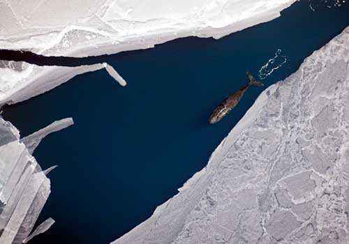 вид с воздуха, океан, льды, полярный кит, гренландский кит,