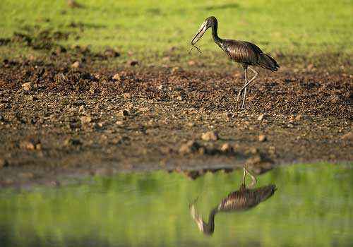 африканский аист-разиня, вода, черная птица