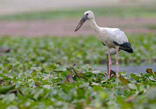 среда-обитания-индийского-аиста-разиня