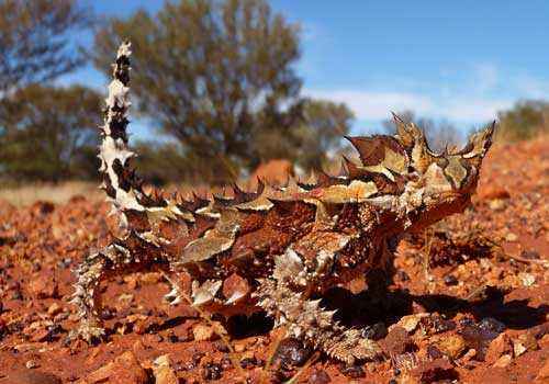 молох, тернистый дракон, тернистый дьявол, колючая ящерица, песок, камушки, деревья, небо