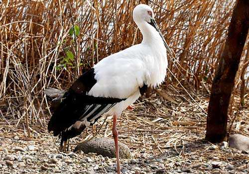 дальневосточный аист, камыш, описание