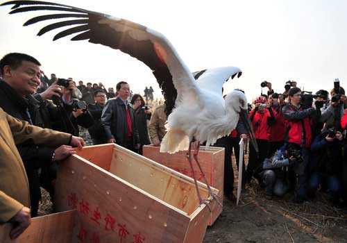 китайский аист, защита, охрана, люди, полет, воля