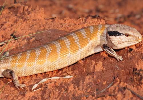 животные, большая песчаная пустыня, Австралия, рептилия, ящерица, красный песок