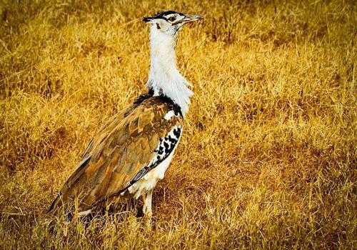 Фото: Африканская большая дрофа