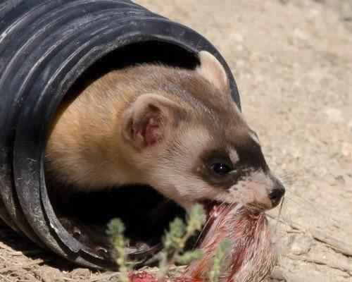 Американский хорек во время еды