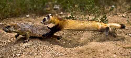 Американский хорёк во время охоты на луговую собачку