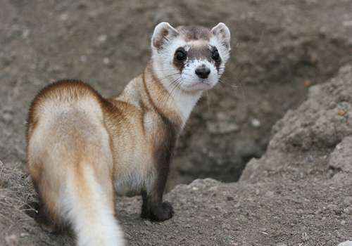 Американский хорёк, млекопитающее, животное, куньи