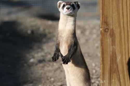 Американский или черноногий хорёк стоит на задних лапах