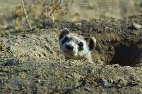 Американский или черноногий хорёк в норе