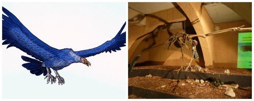 Аргентавис - вымерший вид гигантских летающих птиц