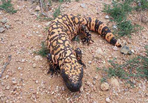 Аризонский ядозуб, ящерица, рептилия