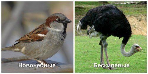 Бескилевые-и-Новонебные-подклассы-птиц