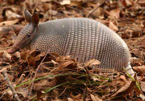 Девятипоясной броненосец, млекопитающее, сухие листья