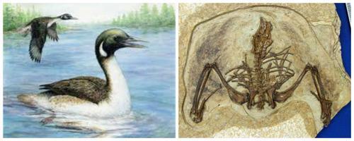 Gansus - вид ископаймых птиц