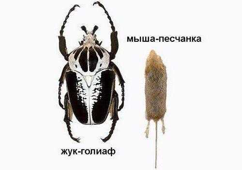 Доклад-сообщение на тему: "Животные Африки"