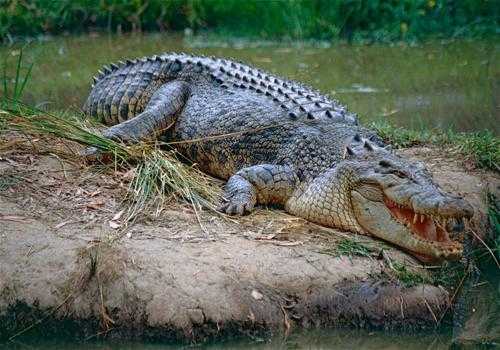 Фото: Гребнистый крокодил