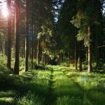 утренний лес, восход солнца, дорожка, мятая трава