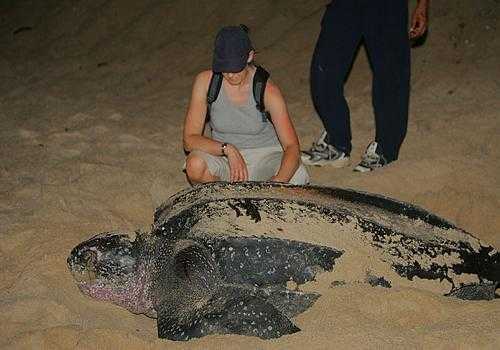 Фото: Кожистая черепаха 