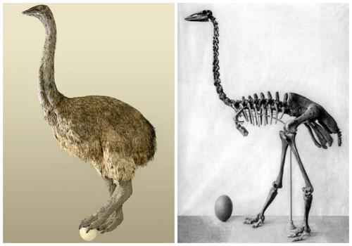 Мадагаскарский эпиорнис