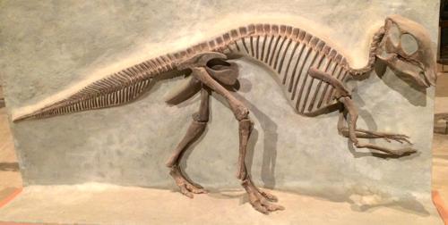 Майазаура - ископаемые останки