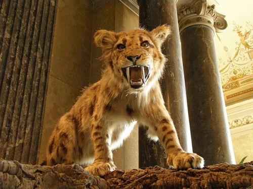 Мегантереон — род саблезубых кошек