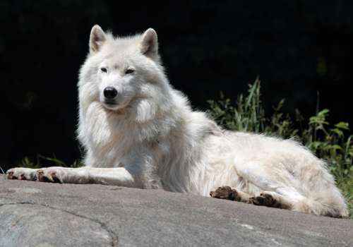 Мелвильский островной волк, арктический волк, хищник, млекопитающее,