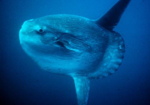 Фото: Обыкновенная луна-рыба