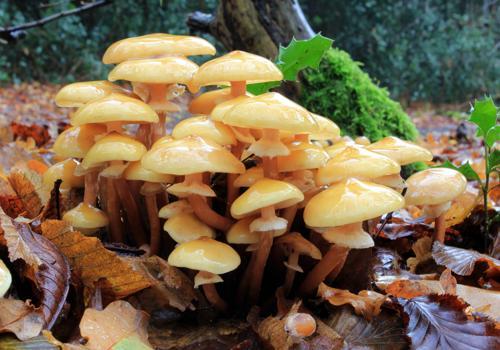 Фото: Опята