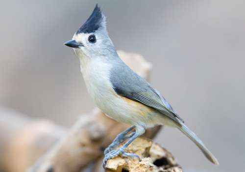Острохохлая синица, птица, 