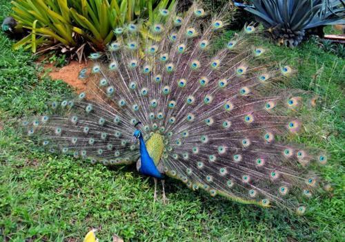 Птицы - единственные пернатые животные в мире