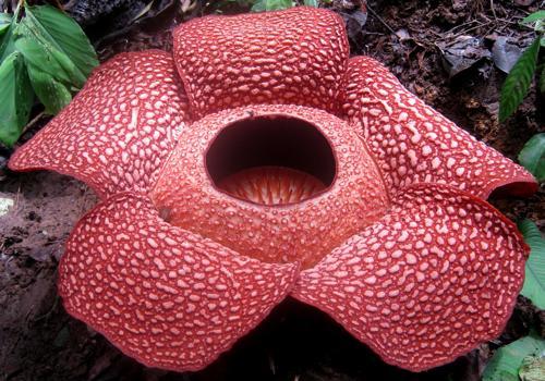 Фото: Раффлезия Арнольда 