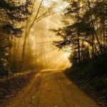 лесная дорожка, лучи солнца, рассвет