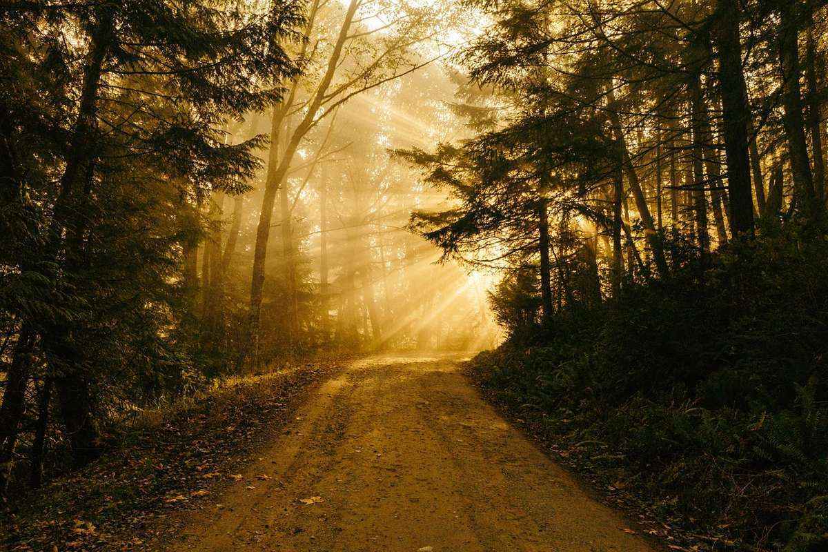 лесная дорожка, лучи солнца, рассвет