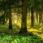 восход солнца, лес густая растительность