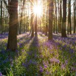 весна, цветы, лес, рассвет, восход солнца