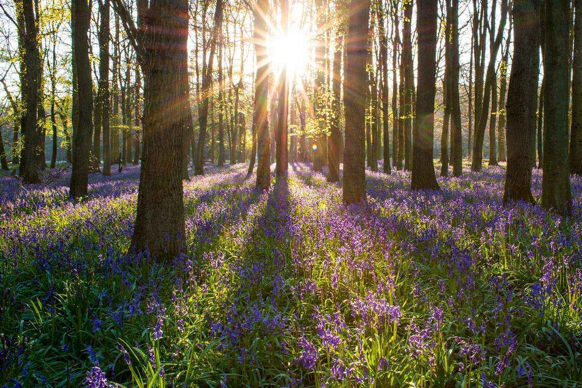 весна, цветы, лес, рассвет, восход солнца