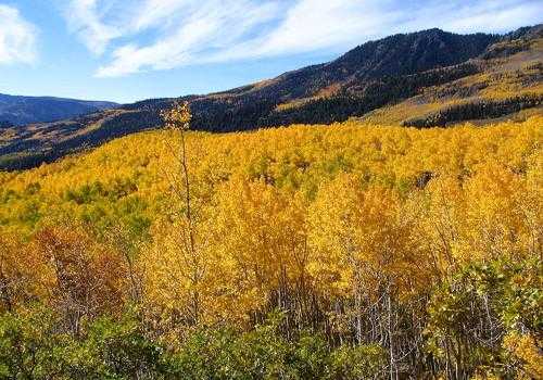 Фото: колония деревьев "Пандо"