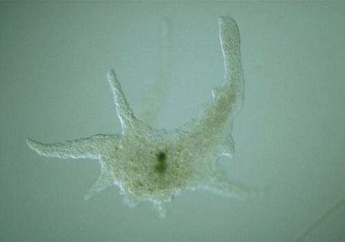 Фото: амеба из рода Chaos