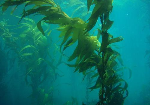 Фото: водоросли Macrocystis pyrifera