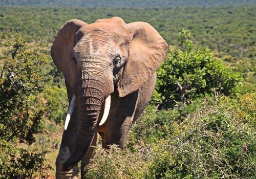 Характеристика, животный и растительный мир саванны Африки