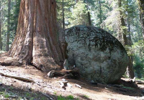 Фото: Секвойядендрон гигантский